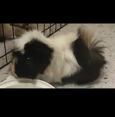 I have a male guinea pig he is free and looking for his forever home with my health it’s hard for me...