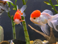 GOLDFISH AND KOI FOR SALE - Pickering 