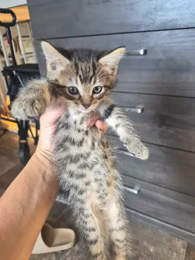 kitten for sale, View more