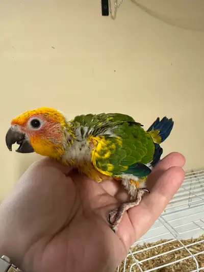 Baby Sun Conure, View more