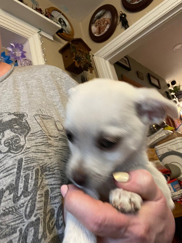 Chihuahua pups - ready now❤️ in Dogs & Puppies for Rehoming in Peterborough - Image 4