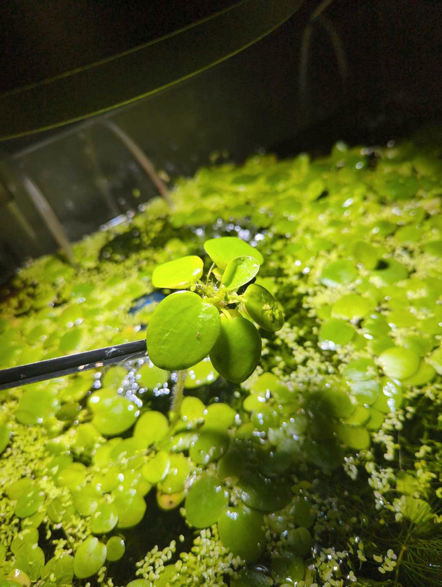 Amazon frogbit aquarium plants in Livestock in Markham / York Region - Image 3