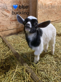 Nigerian Dwarf Goat Bucklings