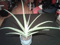 Aloe Vera medicinal plant size 45 cm height. Aloe Barbadensis.