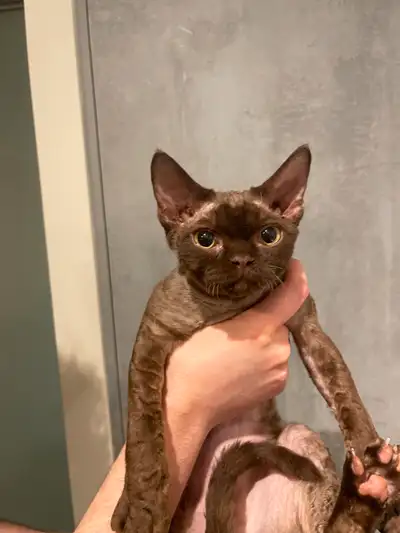 DEVON REX KITTEN LOOKING FOR FOREVER HOME, View more