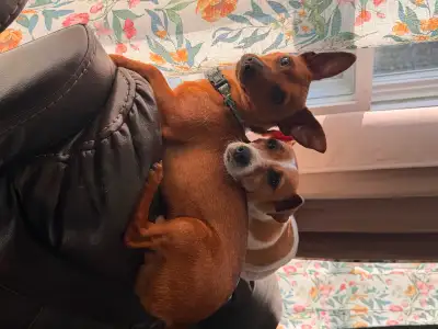 Dogs to rehome, View more