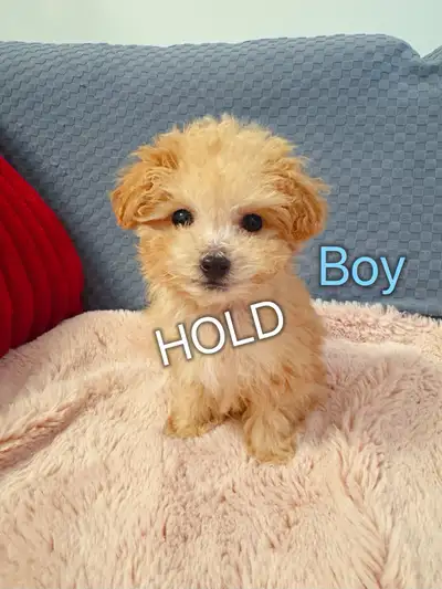 Toy Poodle Puppies ready for new homes, View more