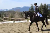 Professional Young Horse Training & Sales