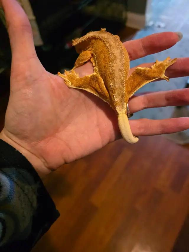 WANT GONE ASAP FEMALE  CRESTED GECKO in Reptiles & Amphibians for Rehoming in Windsor Region - Image 4