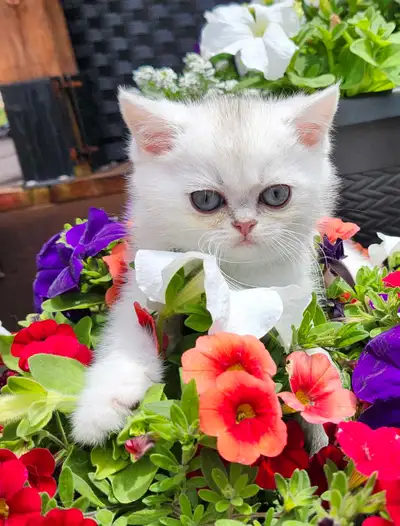 British et Scottish Fold et Straight mâle et femelle, View more