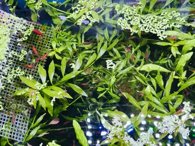 red cherry shrimp mix grade, View more