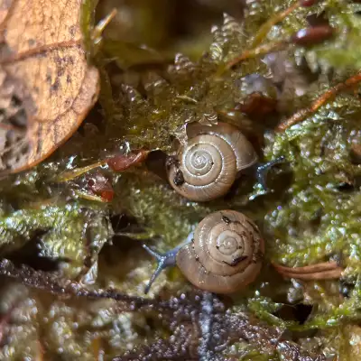 Zonitoides Arboreus “Quick Gloss Snail”, View more