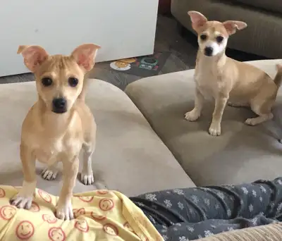 bébé chihuahuas , View more