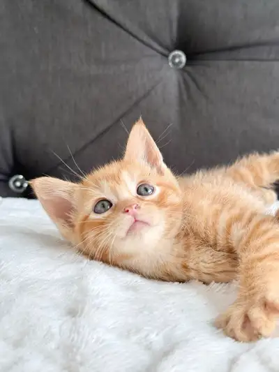 Adorable Kitten for Rehoming , View more