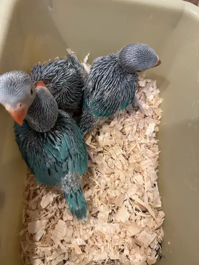 Indian ringneck babies (Blue), View more