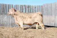 2 year old charolais bulls