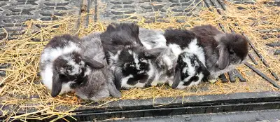 Beautiful holland lop litter. 3 females, 3 males. Ready to go May 31 when they are 8 wks. Pet price...