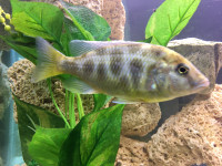 AFRICAN CICHLIDS FOR SALE - Pickering 