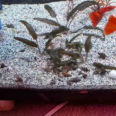 Cryptocoryne Wendtii Brown , Voir plus