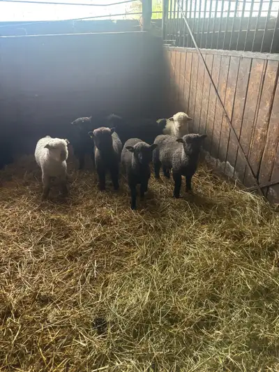  lambs for sale, View more
