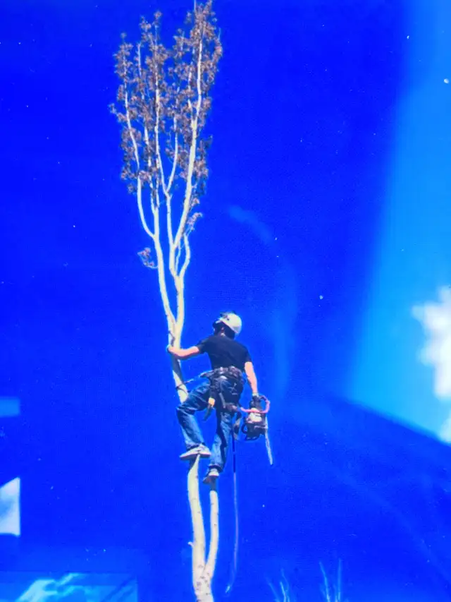 Tree, removal and trimming630073585340191228