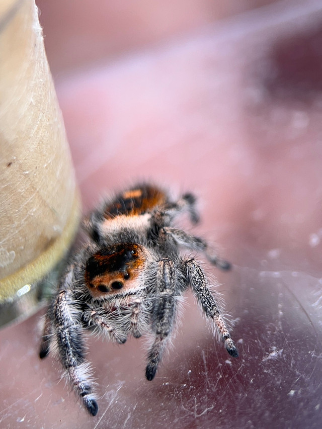 Jumping Spider Enclosures and Accessories 