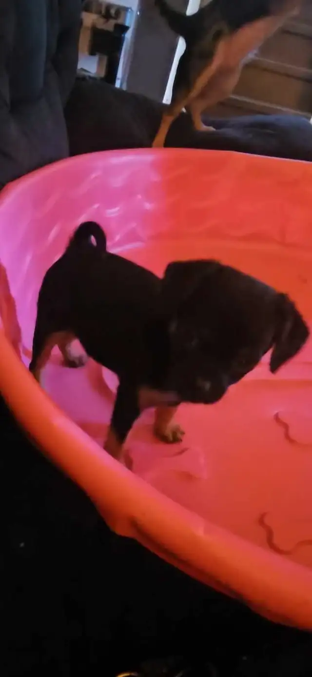 Chihuahua x pug in Dogs & Puppies for Rehoming in Edmonton - Image 5