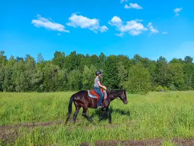 horse boarding available , View more