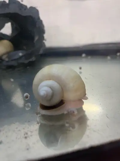 Baby Snails, View more