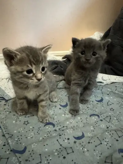  Scottish fold and Bengal kittens for sale , View more