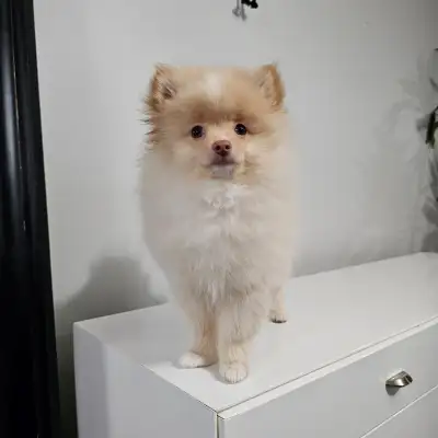 Pomeranian, View more