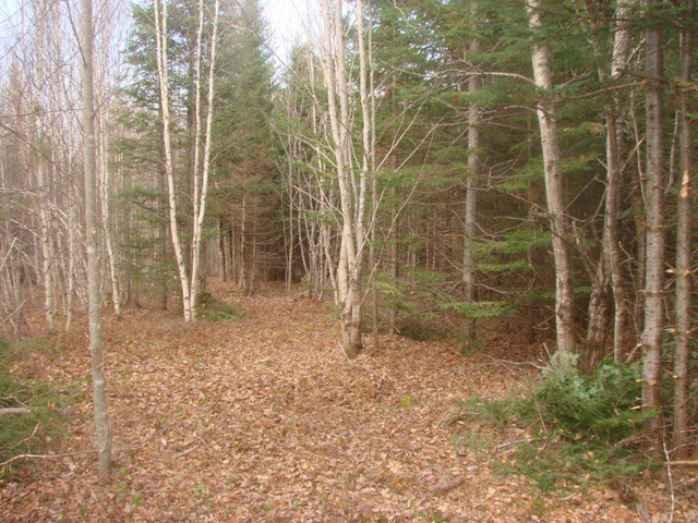 LAND FOR SALE in Land for Sale in Saint John - Image 2