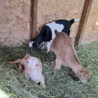 Lamancha dairy goat kids