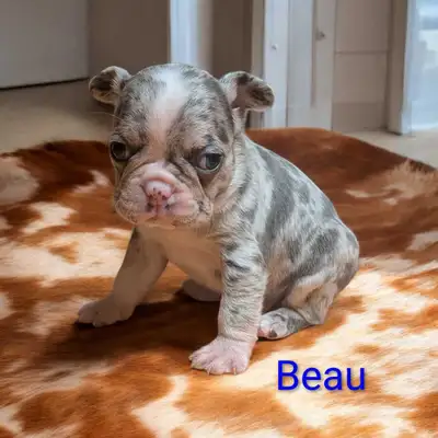 Frenchton 50/50 prêt a partir 1 mars, View more