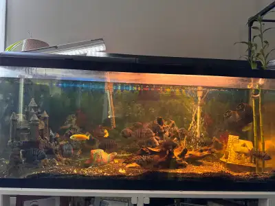 55 gallon aquarium setup with cichlids. Includes tank, fish, decorations, and external filter system...