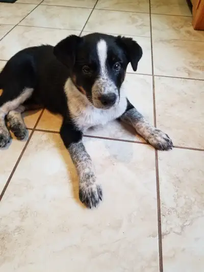 Puppy for sale, View more