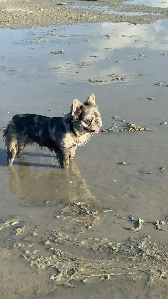 Bouledogue français full Fluffy  male merle in Dogs & Puppies for Rehoming in St-Georges-de-Beauce - Image 6