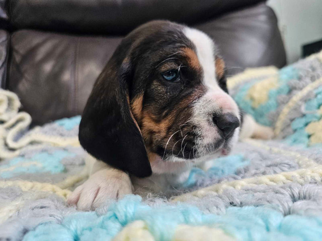 Beagle + Basset Hound = Bagels in Dogs & Puppies for Rehoming in Prince George