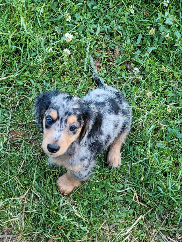 GORGEOUS Mini LONG HAIR DACHSHUNDS READY TODAY in Dogs & Puppies for Rehoming in Chatham-Kent - Image 2