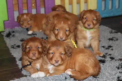 NSDTR puppies, View more