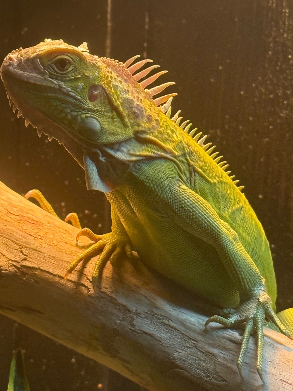 Lime Green Iguana- 12 Months Old FREE, Enclosure included. | Reptiles ...