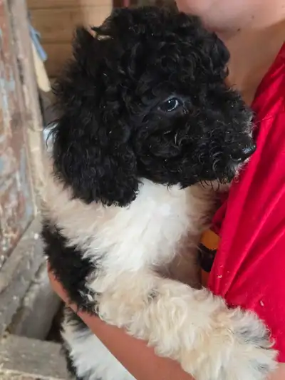 CUTE COLORFUL B1 LABRADOODLE PUPS, View more