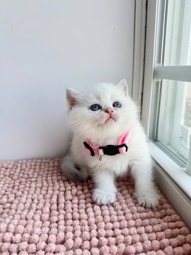 British Shorthair Kittens for Rehoming in Cats & Kittens for Rehoming in Moncton - Image 2