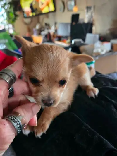 ONLY LITTLE GIRL LEFT ....READ AD  TEX OR PHONE ONLY, View more
