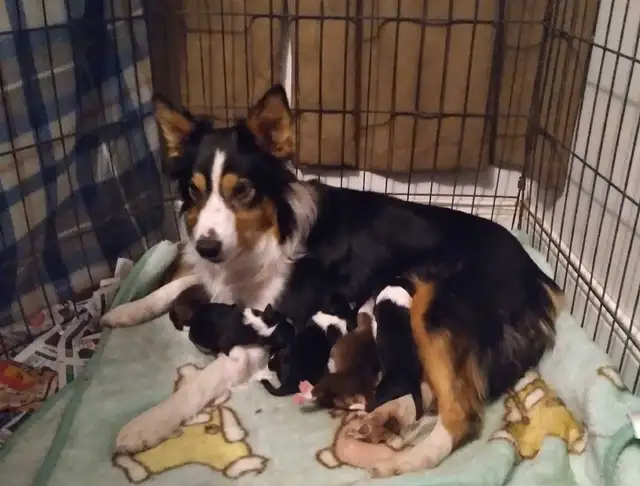 Purebred Border Collie puppies in Dogs & Puppies for Rehoming in Moncton - Image 7