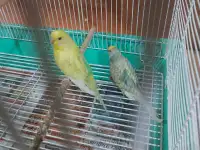 Budgies pair with cage and breeding box 