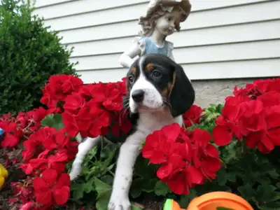 Éleveur de chien Beagle et Pocket Beagle Pur Race, View more