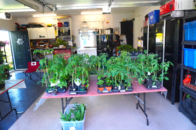 Tomato Plant Sale in Plants, Fertilizer & Soil in Delta/Surrey/Langley - Image 4