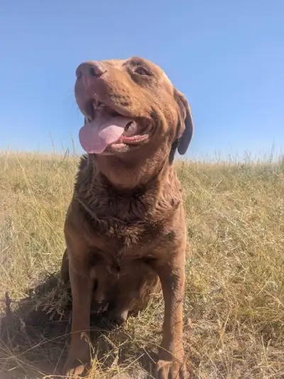 Sasha - Brown Lab (Not purebread), View more