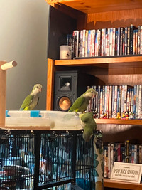 Three 4-month-old green quaker parrots.